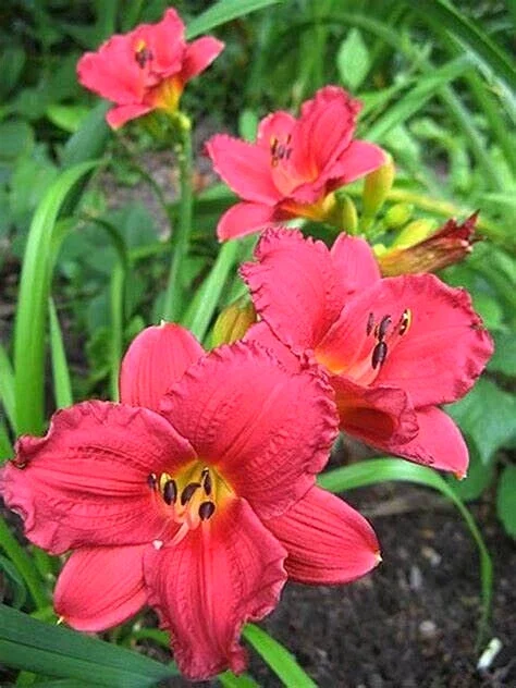 Daylily Cranberry Baby Live Plant – Ruffled Red Hemerocallis – 1 Root - Image 2