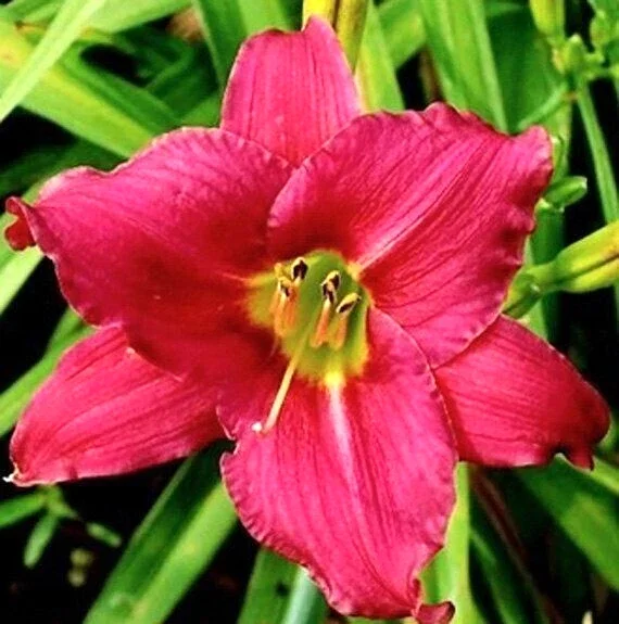 Daylily Cranberry Baby Live Plant – Ruffled Red Hemerocallis – 1 Root - Image 1
