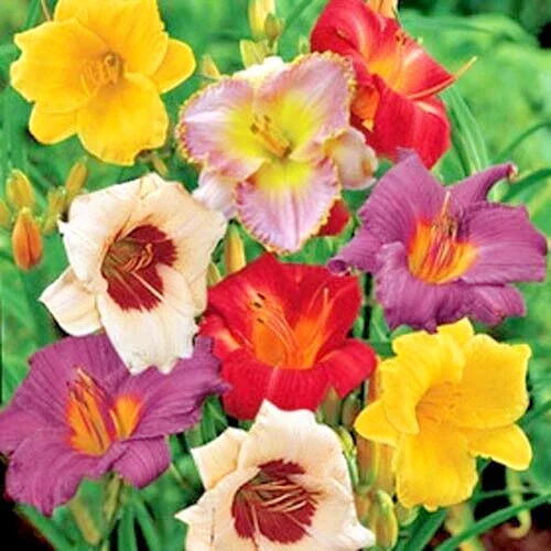Daylily Once Upon A Time Mix - 3 Live Flower Plant Roots, Reblooming Outdoor - Image 2