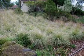 Deer Muhly Grass Live Plant - Muhlenbergia rigens - 1 Gallon Pot - Outdoor Ornamental - Image 2