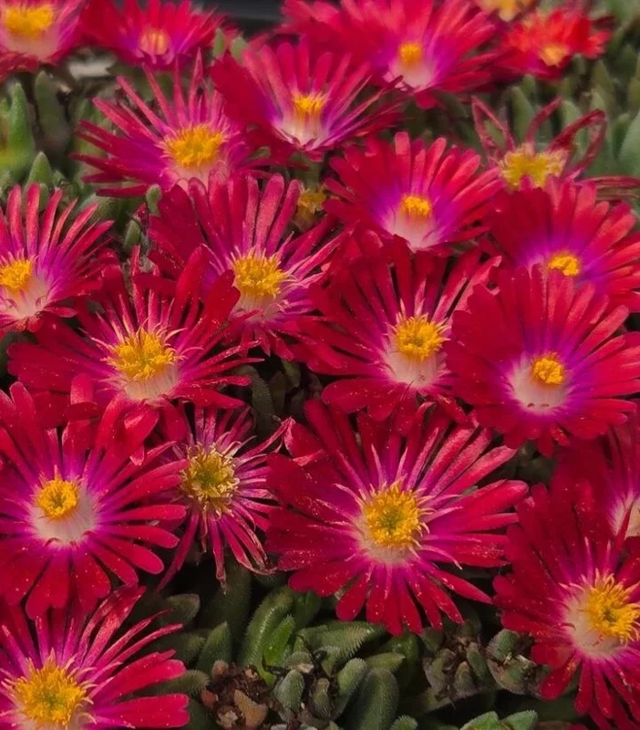 Delosperma ‘Jewel Of Desert Garnet’ Ice Plant – Live Succulent Plant – Full Sun Outdoor - Image 2