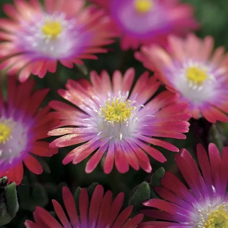 Delosperma ‘Jewel Of Desert Garnet’ Ice Plant – Live Succulent Plant – Full Sun Outdoor Delosperma ‘Jewel Of Desert Garnet’ Ice Plant – Live Succulent Plant – Full Sun Outdoor - Image 3