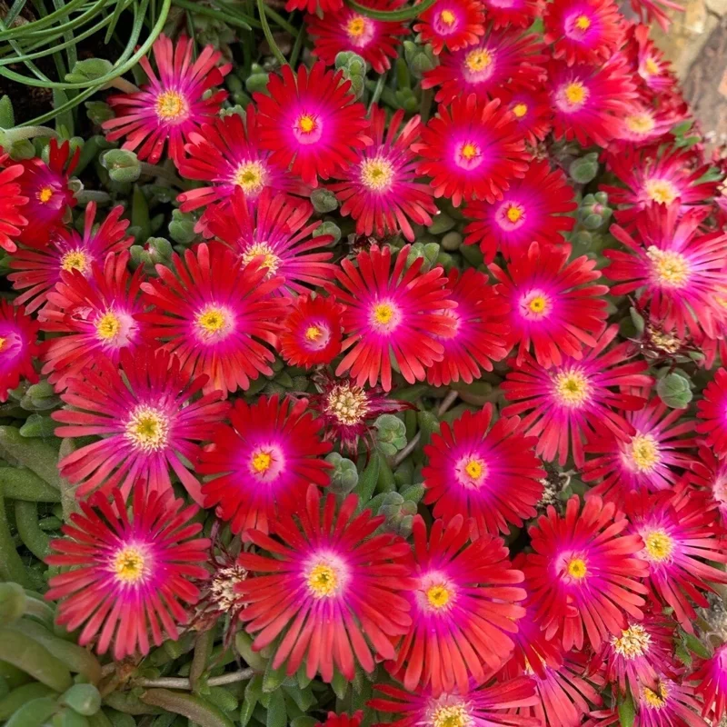 Delosperma ‘Jewel Of Desert Garnet’ Ice Plant – Live Succulent Plant – Full Sun Outdoor Delosperma ‘Jewel Of Desert Garnet’ Ice Plant – Live Succulent Plant – Full Sun Outdoor - Image 4