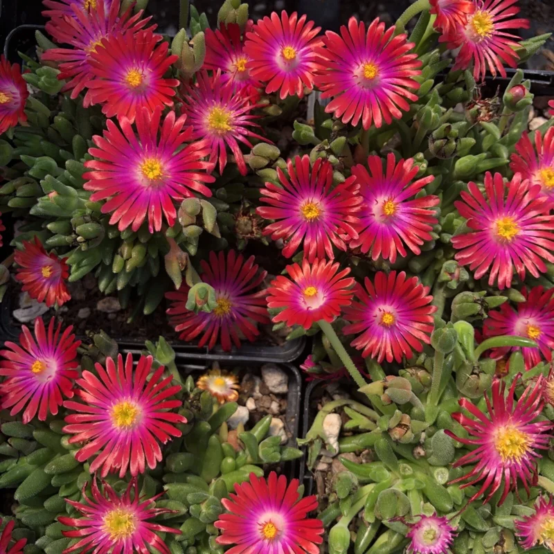 Delosperma ‘Jewel Of Desert Garnet’ Ice Plant – Live Succulent Plant – Full Sun Outdoor Delosperma ‘Jewel Of Desert Garnet’ Ice Plant – Live Succulent Plant – Full Sun Outdoor - Image 5