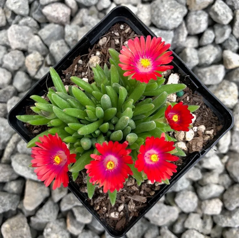 Delosperma ‘Jewel Of Desert Garnet’ Ice Plant – Live Succulent Plant – Full Sun Outdoor Delosperma ‘Jewel Of Desert Garnet’ Ice Plant – Live Succulent Plant – Full Sun Outdoor - Image 6