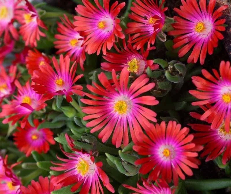 Delosperma ‘Jewel Of Desert Garnet’ Ice Plant – Live Succulent Plant – Full Sun Outdoor - Image 1