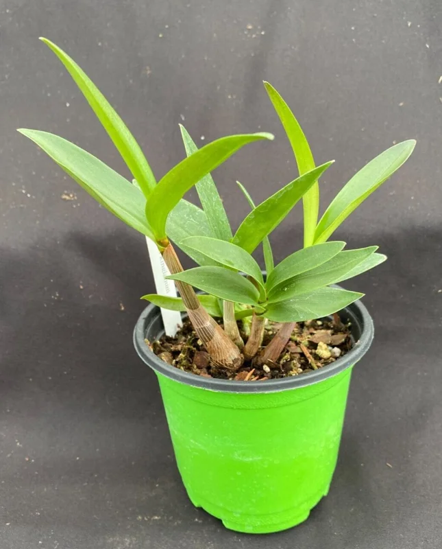 Dendrobium Kingianum Orchid Live Plant – Blooming Size, Fragrant, 4" Pot - Image 2