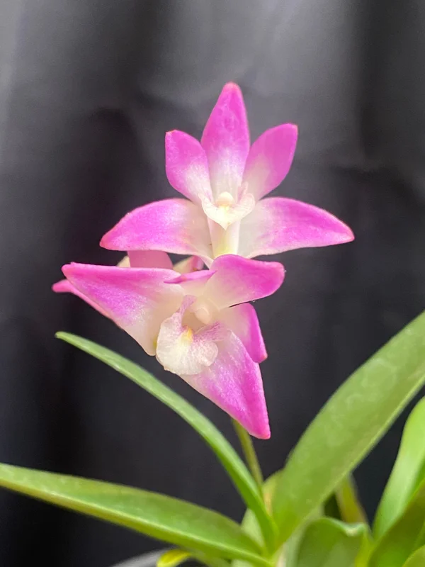 Dendrobium Kingianum Orchid Live Plant – Blooming Size, Fragrant, 4" Pot - Image 1