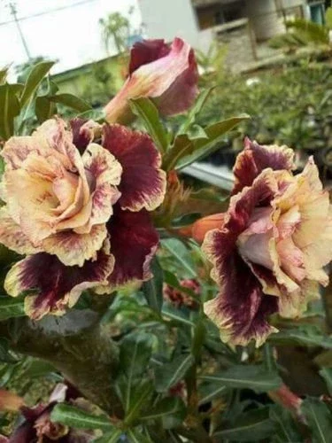 Desert Rose Seeds – 4 Cream Maroon Adenium Flowers Perennial – 21 Seeds - Image 1