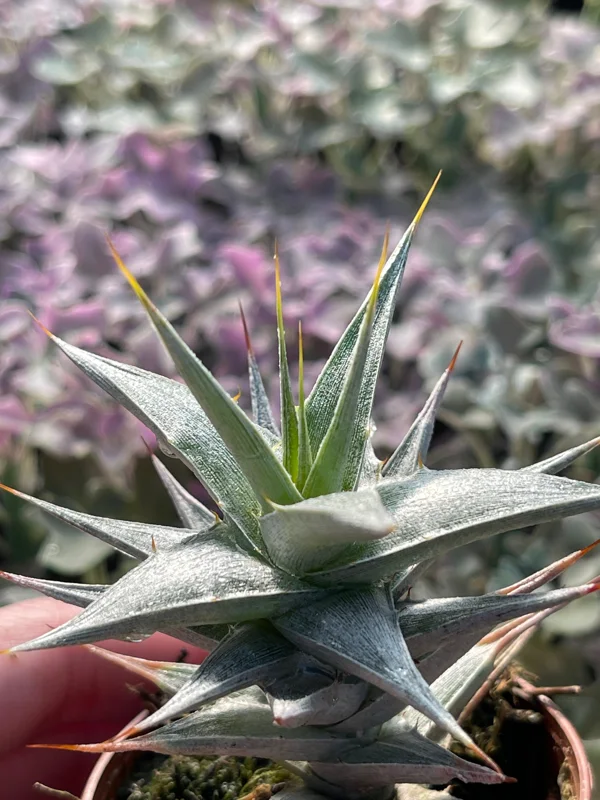 Deuterocohnia Live Plant - Rare N. W. Argentina Succulent Deuterocohnia Live Plant - Rare N. W. Argentina Succulent - Image 3