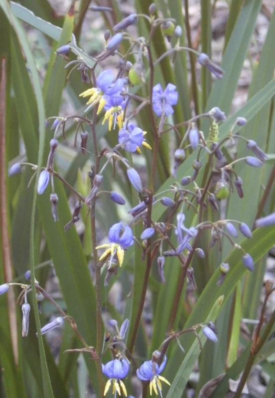 Dianella Flax Lily Live Plant – 1 Gallon Pot – Outdoor Evergreen Perennial - Image 2