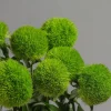 Dianthus Live Plug Plant – Peaceful Blooms for Home & Garden – Outdoor Flower - Image 1