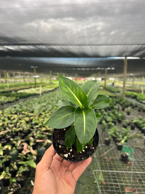 Dieffenbachia Green Magic Live Plant – Dumb Cane Houseplant – 4 inch Pot - Image 2