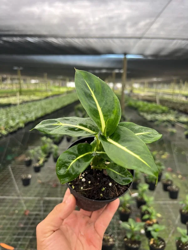 Dieffenbachia Green Magic Live Plant – Dumb Cane Houseplant – 4 inch Pot - Image 1