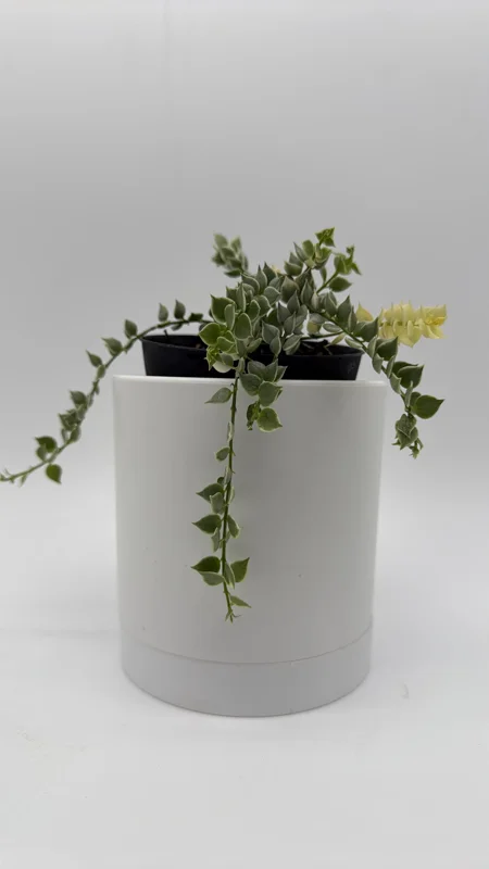 Dischidia Million Hearts Variegated Live Plant – 4 inch Pot – Tropical Indoor Houseplant - Image 1