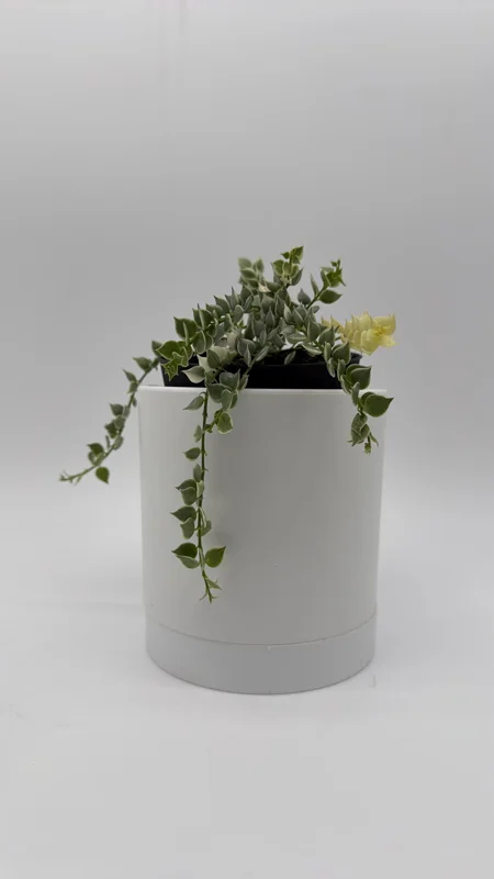 Dischidia Million Hearts Variegated Live Plant – 4" Pot – Tropical Houseplant - Image 2