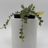 Dischidia Million Hearts Variegated Live Plant – 4" Pot – Tropical Houseplant - Image 1
