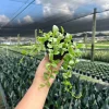 Dischidia Oiantha Variegata Live Plant – 4" Pot – Tropical Indoor & Outdoor Dischidia Oiantha Variegata Live Plant – 4" Pot – Tropical Indoor & Outdoor - Image 1