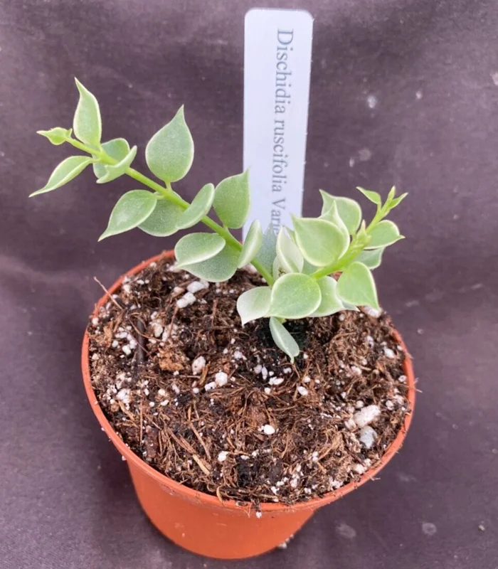 Dischidia ruscifolia Variegata Live Plant - Million Hearts Vine - Rooted in 3 inch Pot - Indoor - Image 1