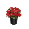 Double Impatiens Live Plant - 2 Count, 4-6 Inch Tall, Vibrant Shade Flowers - Image 1