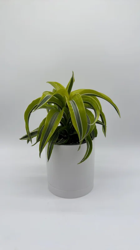 Dracaena Lemon Surprise Live Plant – 6 inch Pot – Indoor – Low Maintenance Dracaena Lemon Surprise Live Plant – 6 inch Pot – Indoor – Low Maintenance - Image 3
