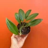 Dragon Tail Rhaphidophora Live Plant – 4 inch Pot – Indoor & Outdoor Tropical Houseplant Dragon Tail Rhaphidophora Live Plant – 4 inch Pot – Indoor & Outdoor Tropical Houseplant - Image 1