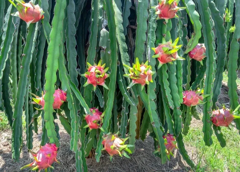 Dragonfruit 'Edgar's Baby' Live Starter Plant - Hylocereus Cactus - Image 2