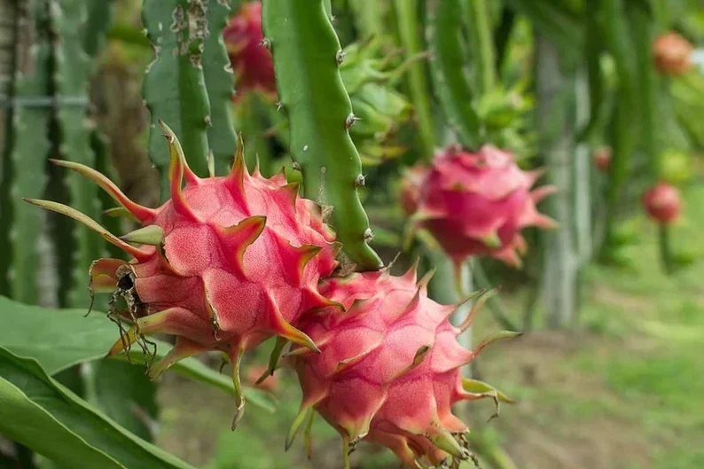 Dragonfruit 'Edgar's Baby' Live Starter Plant - Hylocereus Cactus - Image 1