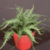 Dragontail Fern Live Plant – Asplenium ebenoides – 5.25" Pot – Evergreen Perennial - Image 1