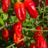 Dream Red Habanero Chili Pepper Live Plants - 3 Pack Super Hot Vegetable - Image 1