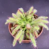 Drosera capensis 'Mini Red' Carnivorous Sundew Live Plant 2.5 inch Pot Drosera capensis 'Mini Red' Carnivorous Sundew Live Plant 2.5 inch Pot - Image 1