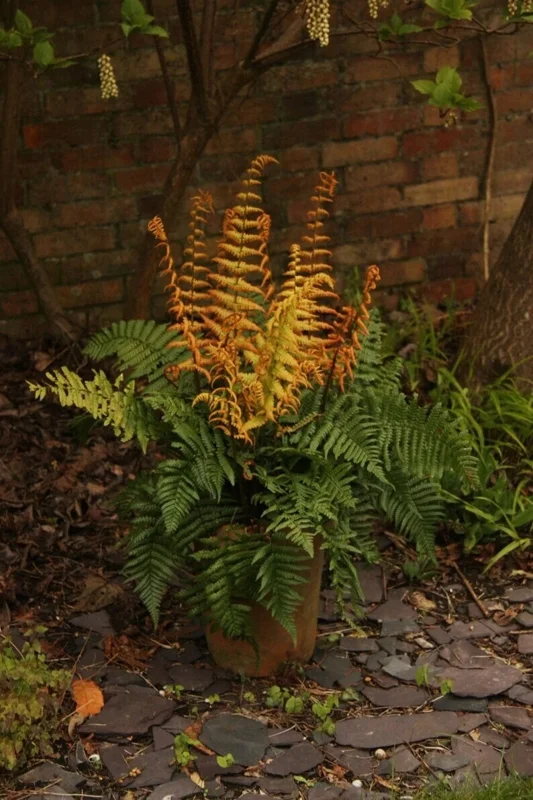 Dryopteris 'Jurassic Gold' Fern – Perennial Shade Plant – Live Plant – Outdoor - Image 2