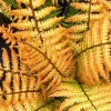 Dryopteris 'Jurassic Gold' Fern – Perennial Shade Plant – Live Plant – Outdoor Dryopteris 'Jurassic Gold' Fern – Perennial Shade Plant – Live Plant – Outdoor - Image 1