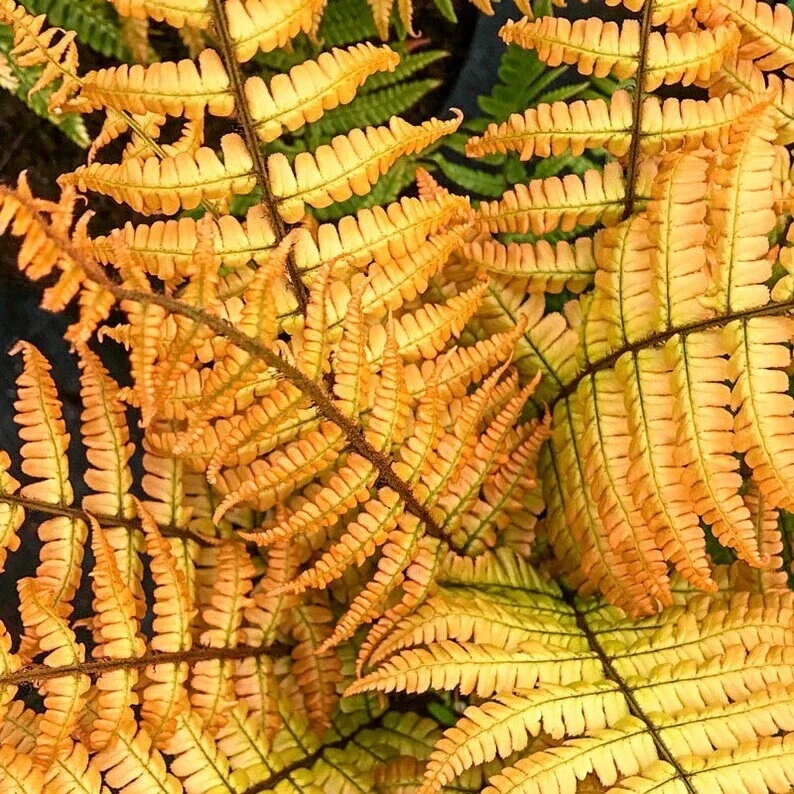 Dryopteris 'Jurassic Gold' Fern – Perennial Shade Plant – Live Plant – Outdoor - Image 1