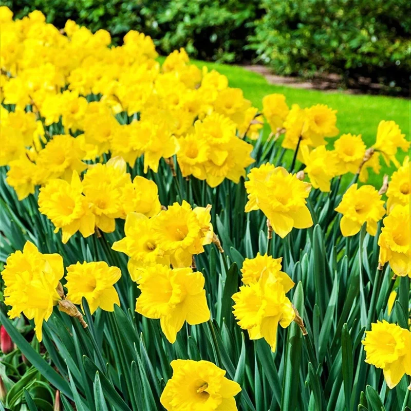 Dutch Master Yellow Trumpet Daffodil Bulbs - 6 Flower Bulbs, Outdoor Dutch Master Yellow Trumpet Daffodil Bulbs - 6 Flower Bulbs, Outdoor - Image 2