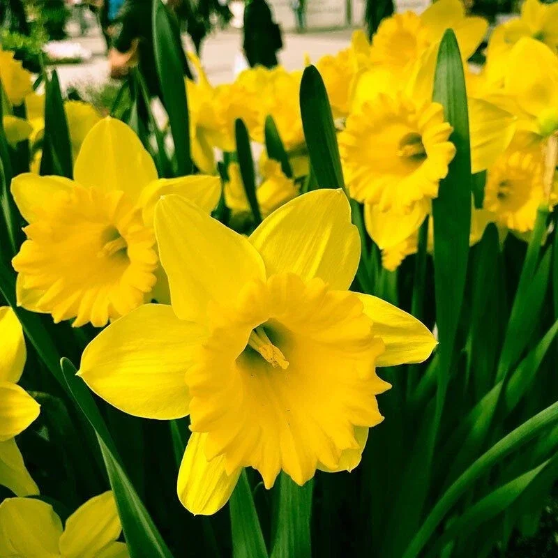 Dutch Master Yellow Trumpet Daffodil Bulbs - 6 Flower Bulbs, Outdoor Dutch Master Yellow Trumpet Daffodil Bulbs - 6 Flower Bulbs, Outdoor - Image 1