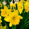 Dutch Master Yellow Trumpet Daffodil Flower Bulbs - 10 Pack, Outdoor Dutch Master Yellow Trumpet Daffodil Flower Bulbs - 10 Pack, Outdoor - Image 1