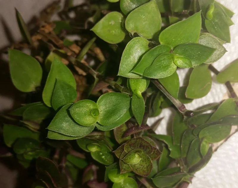 Dwarf Bolivian Wandering Jew Plant - Callisia Repens Cuttings - 10 Count Live Plant - Image 2