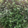 Dwarf Bolivian Wandering Jew Plant - Callisia Repens Cuttings - 10 Count Live Plant Dwarf Bolivian Wandering Jew Plant - Callisia Repens Cuttings - 10 Count Live Plant - Image 1
