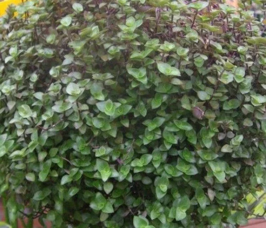 Dwarf Bolivian Wandering Jew Plant - Callisia Repens Cuttings - 10 Count Live Plant - Image 1