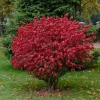 Dwarf Burning Bush – Live Bare Root Plant – 6-12 inches Tall – Outdoor Shrub Dwarf Burning Bush – Live Bare Root Plant – 6-12 inches Tall – Outdoor Shrub - Image 1