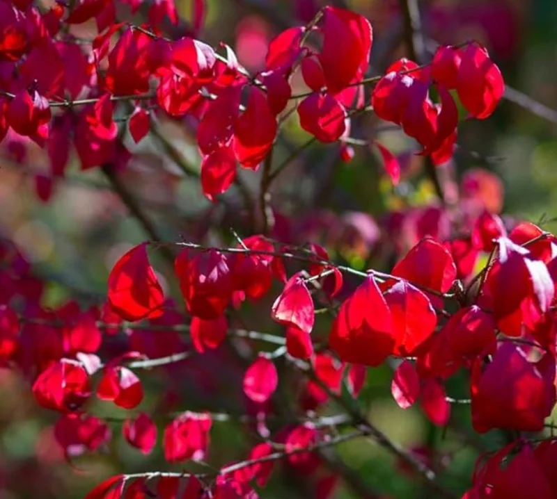 Dwarf Burning Bush Live Plant – Euonymus alatus ‘Compactus’ – 6-12in Tall – Bare Root Shrub - Image 2