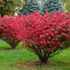 Dwarf Burning Bush Live Plant – Euonymus alatus ‘Compactus’ – 6-12in Tall – Bare Root Shrub - Image 1