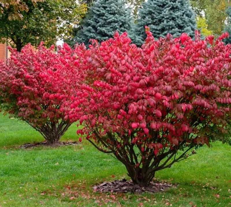 Dwarf Burning Bush Live Plant – Euonymus alatus ‘Compactus’ – 6-12in Tall – Bare Root Shrub - Image 1