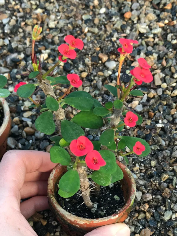 Dwarf Crown of Thorns Red Form Live Plant - Euphorbia Milii Imperatae - Red Flowers - Indoor/Outdoor - Image 2