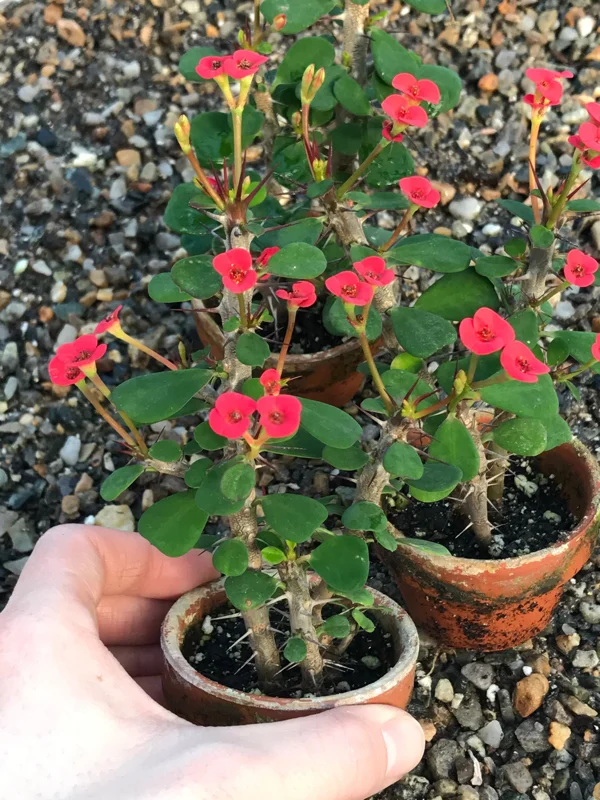 Dwarf Crown of Thorns Red Form Live Plant - Euphorbia Milii Imperatae - Vibrant Red Blooms Dwarf Crown of Thorns Red Form Live Plant - Euphorbia Milii Imperatae - Vibrant Red Blooms - Image 3