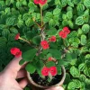 Dwarf Crown of Thorns Red Form Live Plant - Euphorbia Milii Imperatae - Vibrant Red Blooms Dwarf Crown of Thorns Red Form Live Plant - Euphorbia Milii Imperatae - Vibrant Red Blooms - Image 1