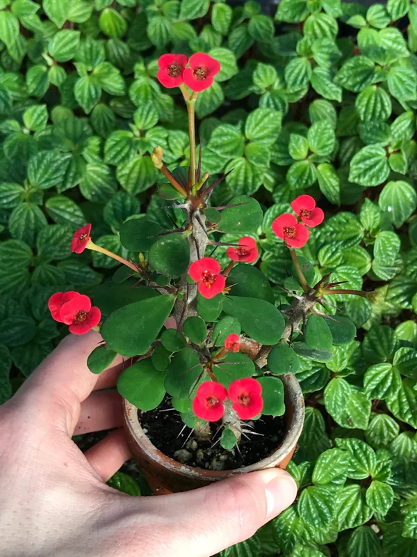 Dwarf Crown of Thorns Red Form Live Plant - Euphorbia Milii Imperatae - Vibrant Red Blooms - Image 1