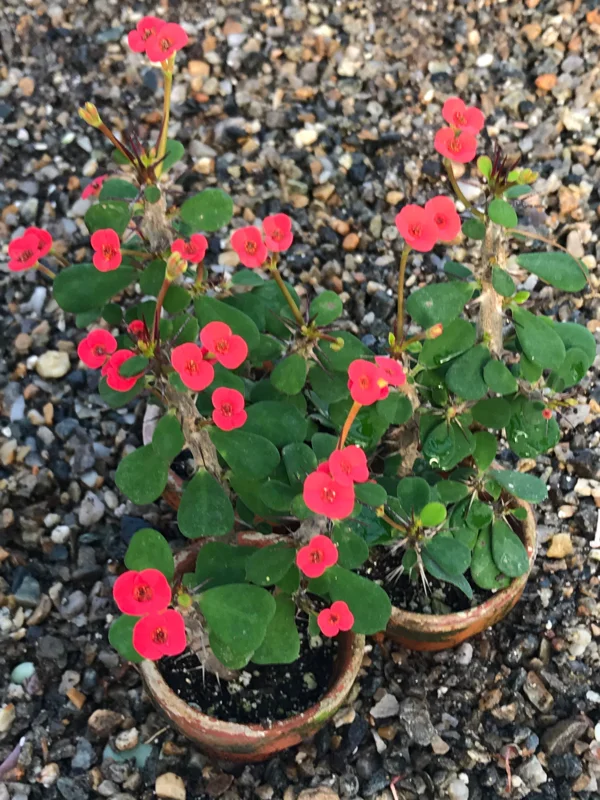 Dwarf Crown of Thorns Red Form Live Plant - Euphorbia Milii Imperatae - Red Flowers - Indoor/Outdoor Dwarf Crown of Thorns Red Form Live Plant - Euphorbia Milii Imperatae - Red Flowers - Indoor/Outdoor - Image 4
