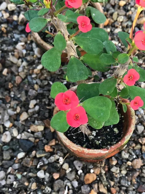 Dwarf Crown of Thorns Red Form Live Plant - Euphorbia Milii Imperatae - Vibrant Red Blooms Dwarf Crown of Thorns Red Form Live Plant - Euphorbia Milii Imperatae - Vibrant Red Blooms - Image 5